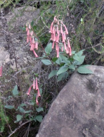 Phygelius aequalis at home in nature